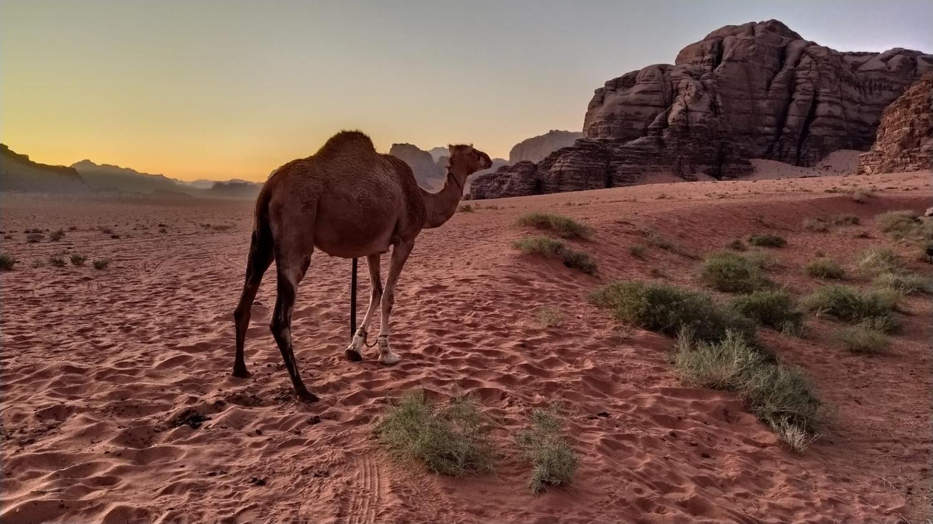 Wild Of Wadi Rum Exterior photo